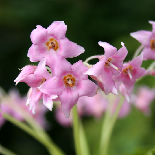 【山野草】赤花イワタバコ