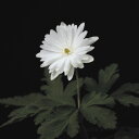 【山野草】菊咲イチゲ「雪の精」...