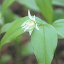【山野草】八重咲チゴユリ
