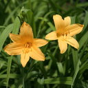 【山野草】ニッコウキスゲ 【山野草】ニッコウキスゲ