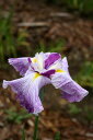 【山野草】花菖蒲「衆指の誉」...