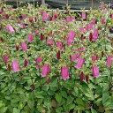 【花苗】カンパニュラ グロメラータ 1鉢3.5号【お届け11月上旬?秋苗先行予約】Campanula glomerata 秋苗 冬苗 春苗 花苗 宿根草 青花 草丈高 グランドカバー 苗 鉢植え 庭植え ガーデニング 花壇