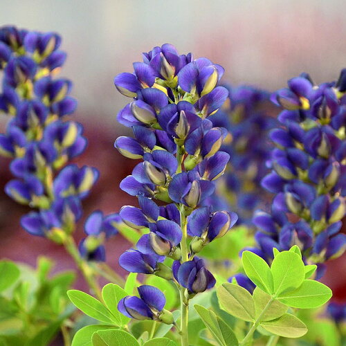 小さな花を穂につけるムラサキセンダイハギ