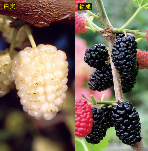 【果樹苗】甘い食用クワ2種セット（15cmp）...:auc-shikoku-garden:10002259