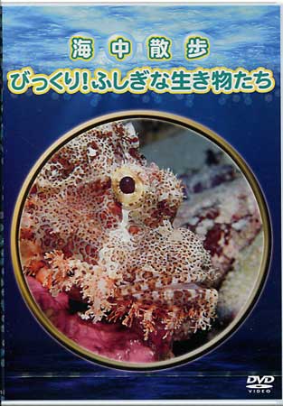 海中散歩〜びっくり！ふしぎな生き物たち〜 【DVD】【RCP】...:auc-sora:10243462