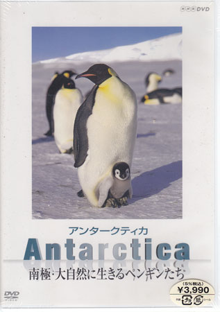 Antarctica〜南極 大自然に生きるペンギンたち〜 【DVD】【RCP】...:auc-sora:10027487
