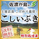 【送料無料】【新米】平成30年産 佐渡産こしいぶき 10kg...