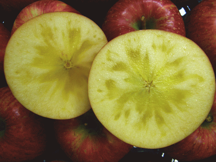 Ť٤δϤ󤴡ϻ󤴡ؤդ10kg3236