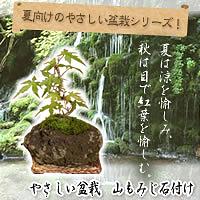 やさしい盆栽　山もみじ石付け夏向けの育てやすい盆栽をチョイス!秋の紅葉も楽しめる!