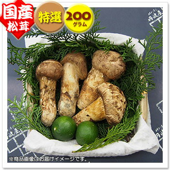 【国産松茸】：特選松茸：200g(約4〜10本)：岡山・淡路産