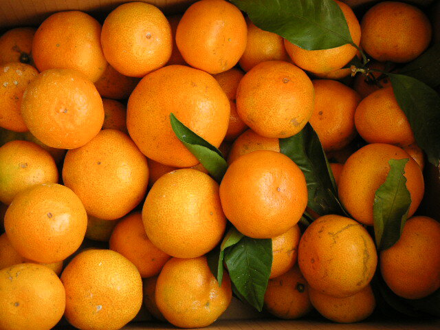 ¿̺ݤߤǤפʤɤˡͭġ¼ߤѡ10kg