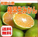 【送料無料】和歌山産 極早生みかん(青切りみかん) 3.5kg 秀品(贈答用にも)