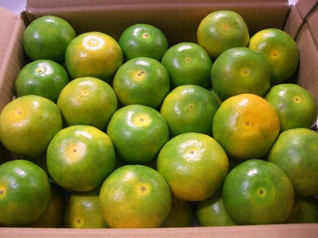 ŻäѤ֤䤫ʤߤڤѡܾ²λΤߤڥ꡼ϥۡ3kgäפ50