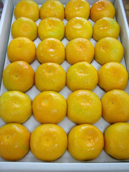 ܾ²λβƤι٤ߤڥϥߤۡM24ġ2.5kg