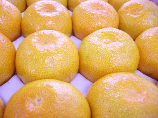 ܾ²λβƤι٤ߤڥϥߤۡL20ġ2.5kg