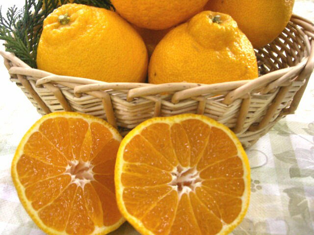 ٤δ̡20OFF۵ạ̊́ΥǥݥβСˡڤѡ2kg8