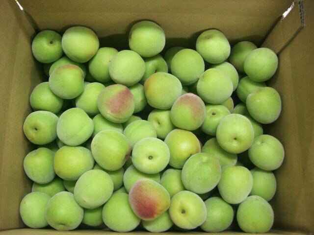 ²λߡߡܾ쵪ߡߡۡL10kg ߴ߼ѡ