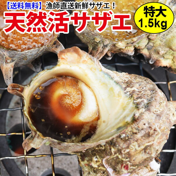 今なら2セットご購入で1kgおまけ付！送料無料！サザエ　特大サイズ　計1.5kg(1個20…...:auc-yokasakana:10000175