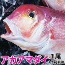 アマダイ(アカアマダイ) 1.2kg前後1尾長崎産上質な白身の甘鯛をお腹いっぱい食べて下さい!送料無料!【RCP】【140405coupon300】【マラソン201404_送料無料】【05P06May14】