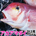 アマダイ(アカアマダイ) 計1.2kg前後(600g前後2尾)長崎産上質な白身の甘鯛をお腹いっぱい食べて下さい!【RCP】【140405coupon300】【05P06May14】