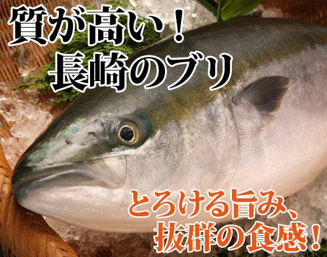 寒ブリ(半天然)　5kg前後1本対馬海流の荒波にもまれてたっぷり脂ののった極上のブリ！お口の中でとろけます〜【2sp_120720_a】