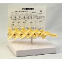 犬の腰椎模型【文具】
