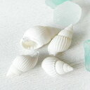 【ゆうパケット可】【6/25再入荷♪】レジン封入にも♪白い巻貝の貝殻♪10g★アクセサリー/パーツ/材料/Kai-001