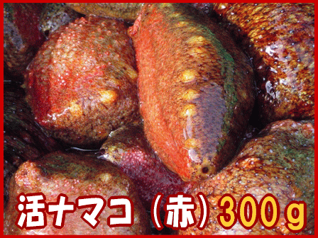 淡路産赤なまこ（ナマコ）1～3個で約300g素もぐり漁獲品