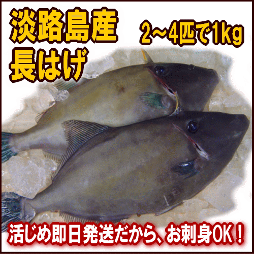 淡路産天然長はげ（ウマズラ)2〜4枚合計1kg