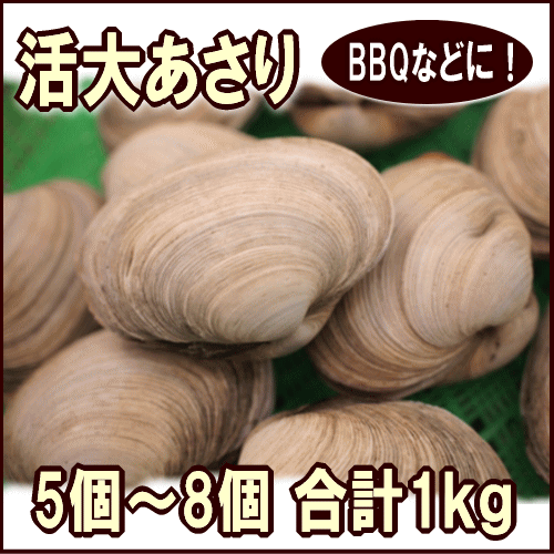 天然活大あさり（大貝）5〜8個で合計約1kg【まとめて1kg特価】バーベキューに人気の大あさり網の上で焼くだけ