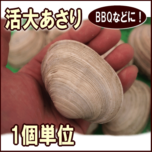 天然活大あさり（大貝）1個150g前後【1個単位】バーベキューに人気！網の上で焼くだけ