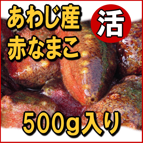 淡路産活赤なまこ（アカナマコ）2〜5個で約500g素もぐり漁獲品（海鼠　活冬の珍味！身の柔らかい赤ナマコ三杯酢とレシピ付き・活きたまま発送