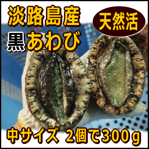 淡路島産天然黒あわび（活)中サイズ2個で約300g（黒アワビ・クロアワビ）【マラソン201207_食品】【ギフト対応】お刺身におすすめしっかり歯ごたえ最高級黒