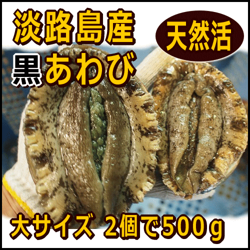 淡路産天然黒あわび（活）大サイズ2個で約500g（黒アワビ・クロアワビ）【SBZcou1208】