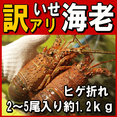 淡路島産天然活伊勢えび2〜5尾で合計1.2kg（イセエビ　伊勢海老）（訳あり　理由あり　ヒゲ折れ）【SBZcou1208】