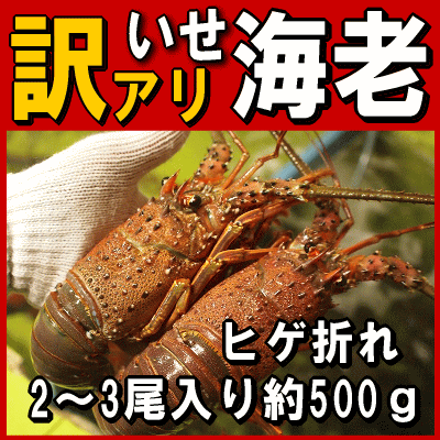 淡路島産天然活伊勢えび2〜3尾で合計500g（イセエビ　伊勢海老）（訳あり　理由あり　ヒゲ折れ）【SBZcou1208】