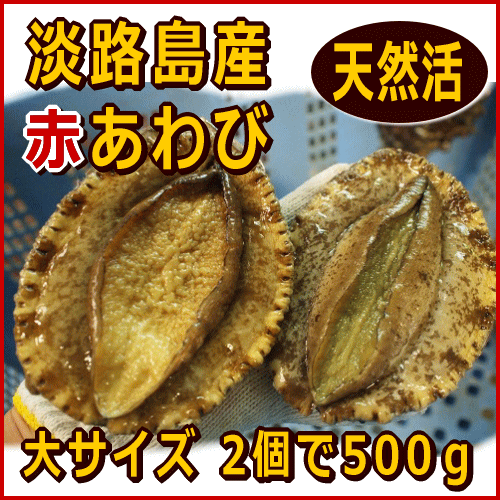 淡路産天然赤あわび（活）大サイズ2個で約500g（赤アワビ・アカアワビ）【SBZcou1208】【楽ギフ_のし】【ギフト対応】お刺身・バター焼に身の柔らかい赤あわび