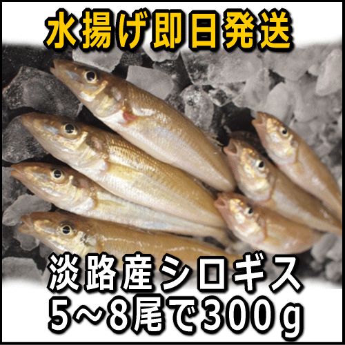淡路産キス（シロギス）5尾〜8尾で約300g...:awajisakana:10000033