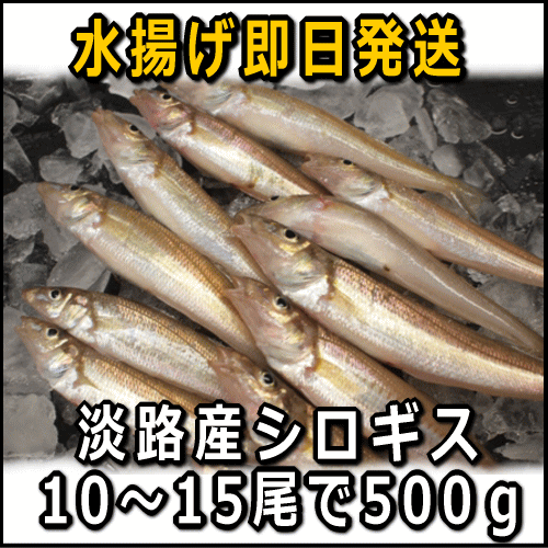 淡路産キス（シロギス）10〜15匹で約500g