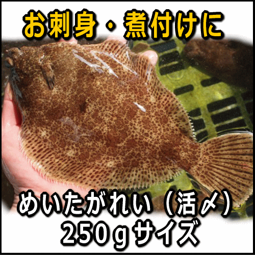 淡路島産メイタガレイ1枚約250g（めいた かれい）【SBZcou1208】お刺身・煮付けに【活じめ即日発送】上品でクセのない高級カレイ