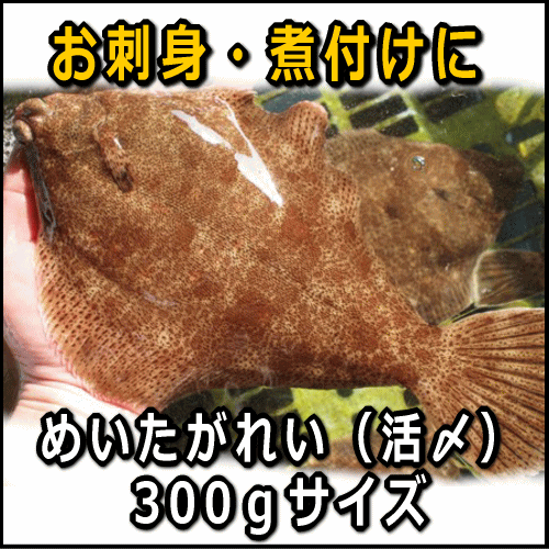 淡路島産メイタガレイ1枚約300g（めいた かれい）【SBZcou1208】