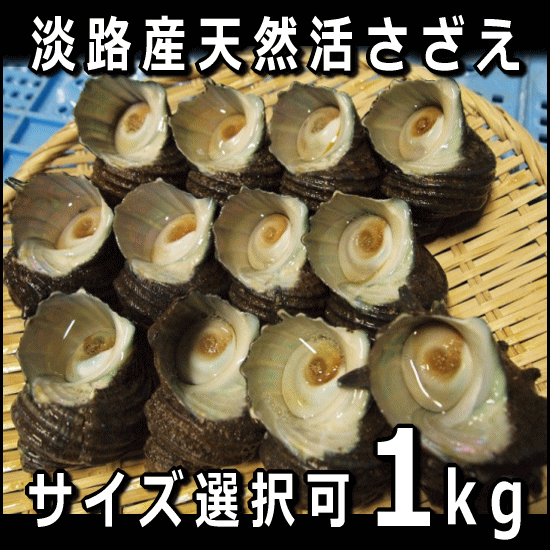 淡路島産天然活さざえ合計1kg※サイズ選択可（活サザエ/素もぐり漁獲品/栄螺/活きさざえ）...:awajisakana:10000029