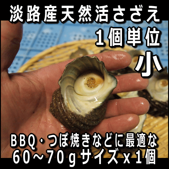 淡路島産天然活さざえ（小）60〜70gサイズ1個（素もぐり漁獲/サザエ）【SBZcou1208】