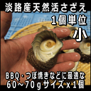 淡路島産天然活さざえ（小）60〜70gサイズ1個（素もぐり漁獲/サザエ）【SBZcou1208】