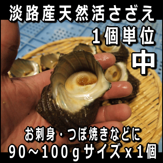 淡路島産天然活さざえ（中）90〜100gサイズ1個（素もぐり漁獲/サザエ）【SBZcou1208】つぼ焼きやお刺身に最適中サイズ【1個〜ご注文可能】