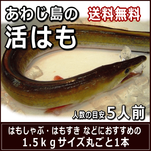 淡路産活はも 丸ごと1本1.5kg前後サイズ約5人前発送日に骨切りしてお届け配送日ご指定頂けます【SBZcou1208】