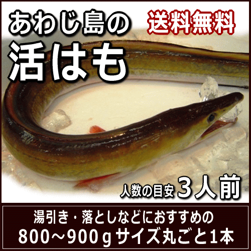 淡路産活はも 丸ごと1本800〜900gサイズ約3人前発送日に骨切りしてお届け配送日ご指定頂けます【smtb-k】【kb】【SBZcou1208】【楽ギフ_のし】【ギフト対応】【送料無料】【旬の淡路産活はも】