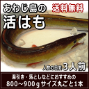 淡路産活はも 丸ごと1本800〜900gサイズ約3人前発送日に骨切りしてお届け配送日ご指定頂けます【SBZcou1208】