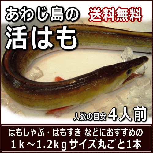 淡路産活はも 丸ごと1本1k〜1.2kgサイズ約4人前発送日に骨切りしてお届け配送日ご指定頂けます【smtb-k】【kb】【SBZcou1208】【楽ギフ_のし】【ギフト対応】【送料無料】【旬の淡路産活はも】