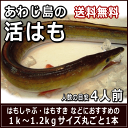 淡路産活はも 丸ごと1本1k〜1.2kgサイズ約4人前発送日に骨切りしてお届け配送日ご指定頂けます【SBZcou1208】